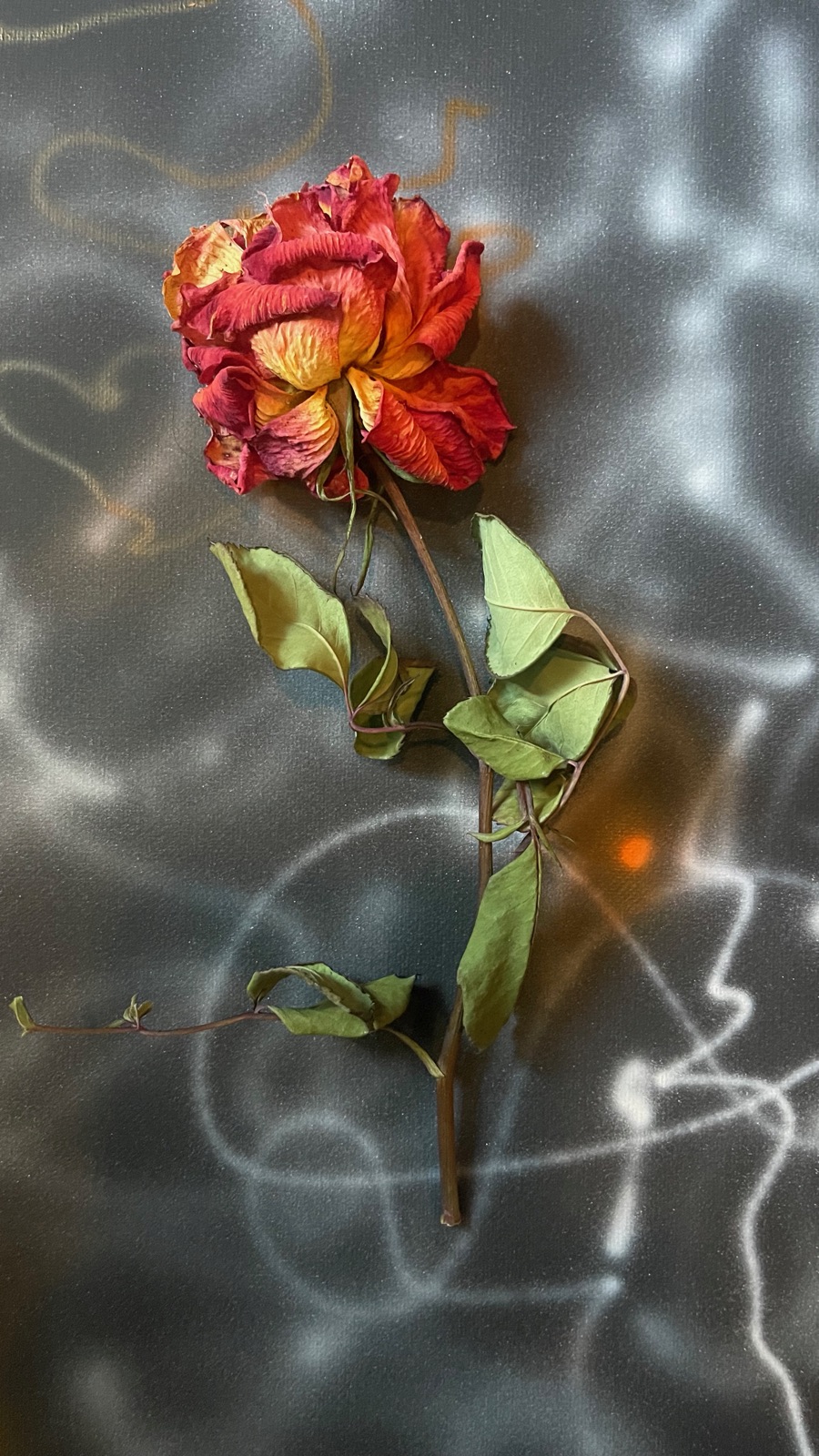 A dried rose laid on a canvas sprayed in smoky black, white and blue